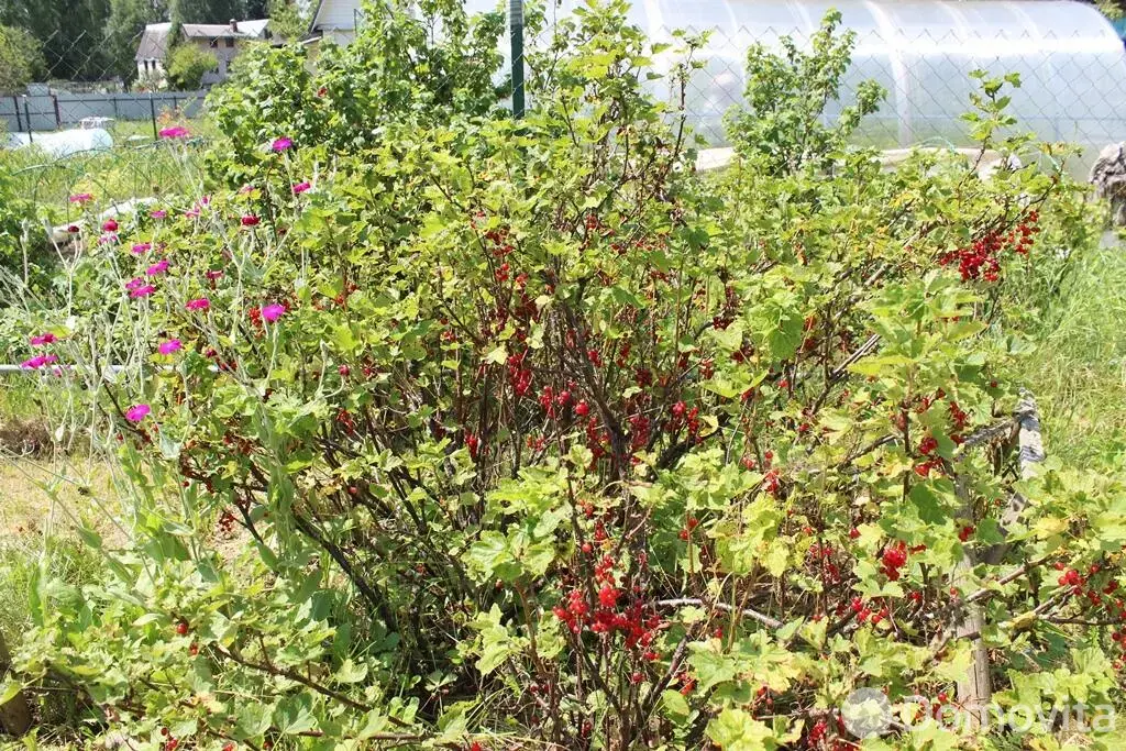 продажа дачи, Спектр-2001, 