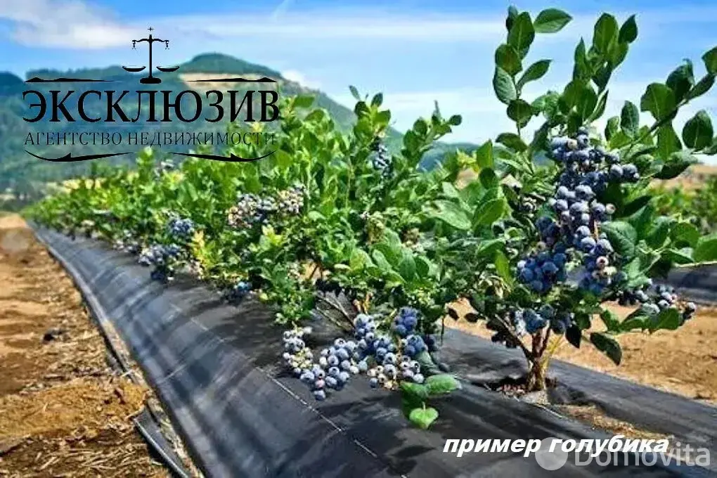 Купить земельный участок, 25 соток, Гиревичи, Минская область, 140000BYN, код 572180 - фото 34