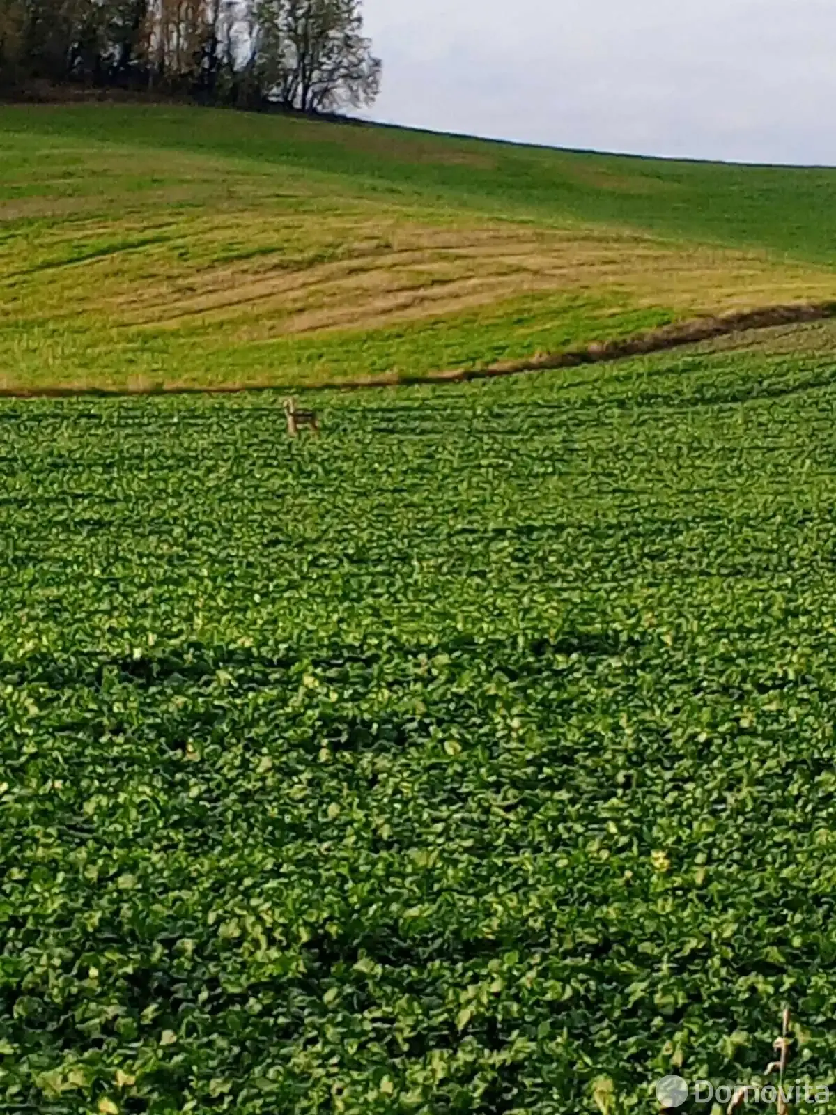 Купить 1-этажную дачу в Полочанах Минская область, 14000USD, код 184763 - фото 24