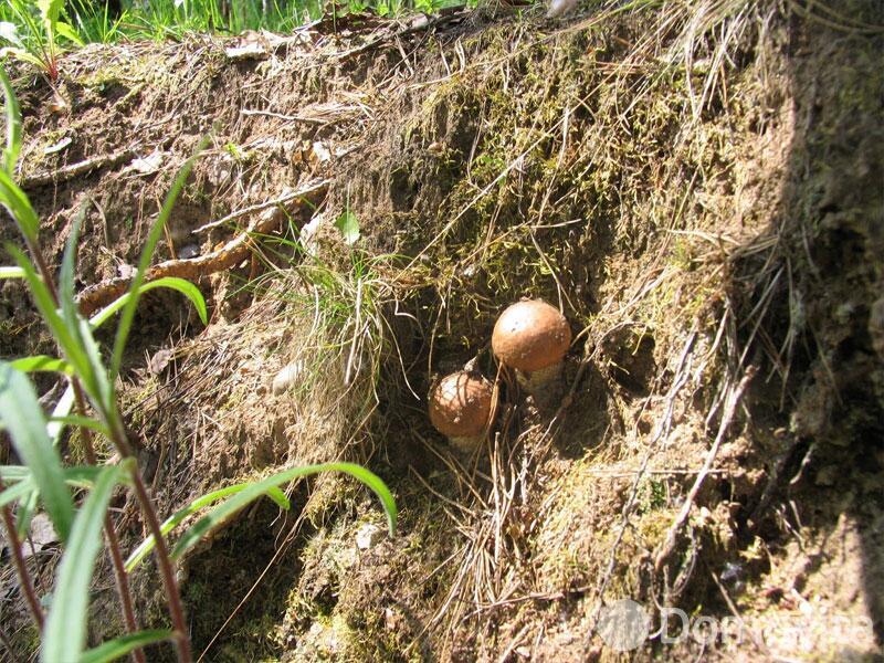 Купить помещение под сферу услуг в Колоднице, ул. Центральная, д. 108 - фото 29