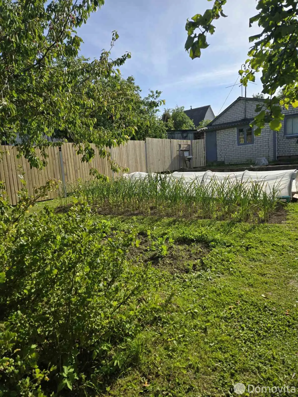 дача, Тюльпан, 