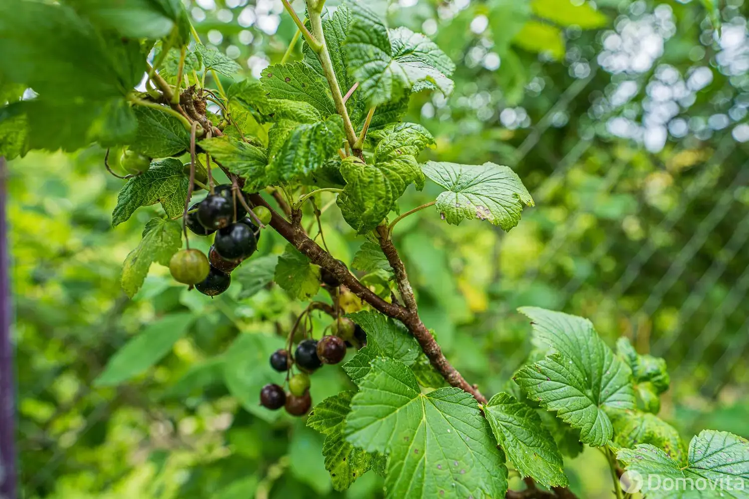 Купить 1-этажную дачу в Подгорье Могилевская область, 15000USD, код 183476 - фото 33