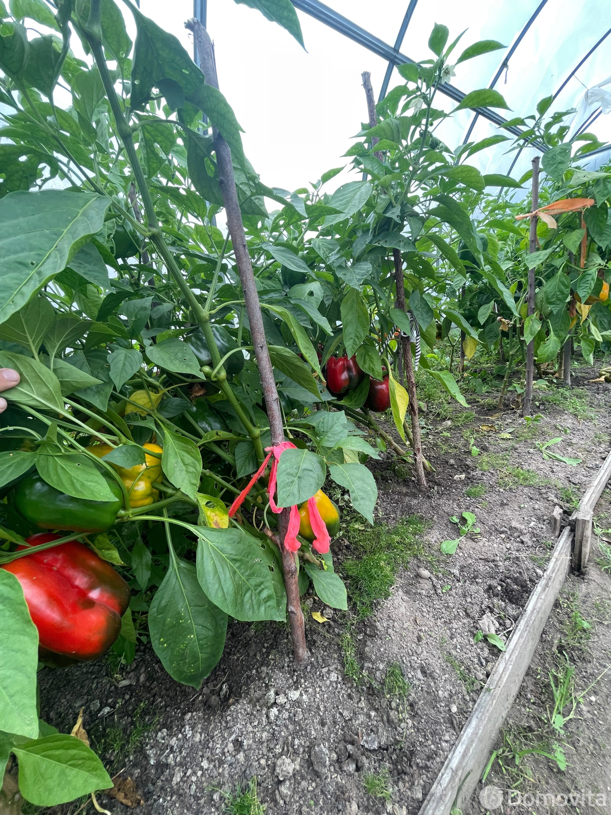 Продажа 1-этажной дачи в Колосок Минская область, 17000USD, код 184050 - фото 22