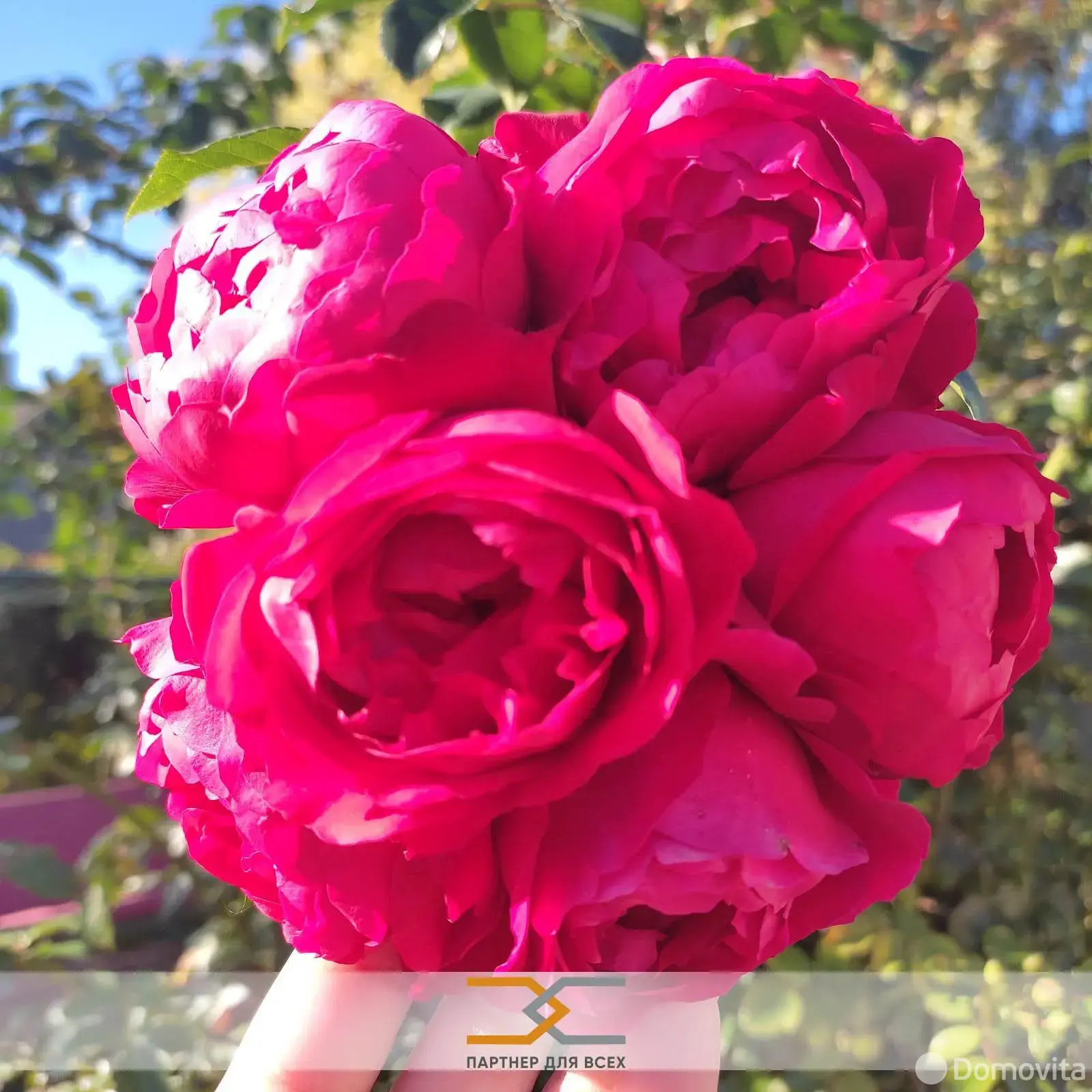 Продажа 1-этажной дачи в Строитель-96 Минская область, 24999USD, код 183211 - фото 23