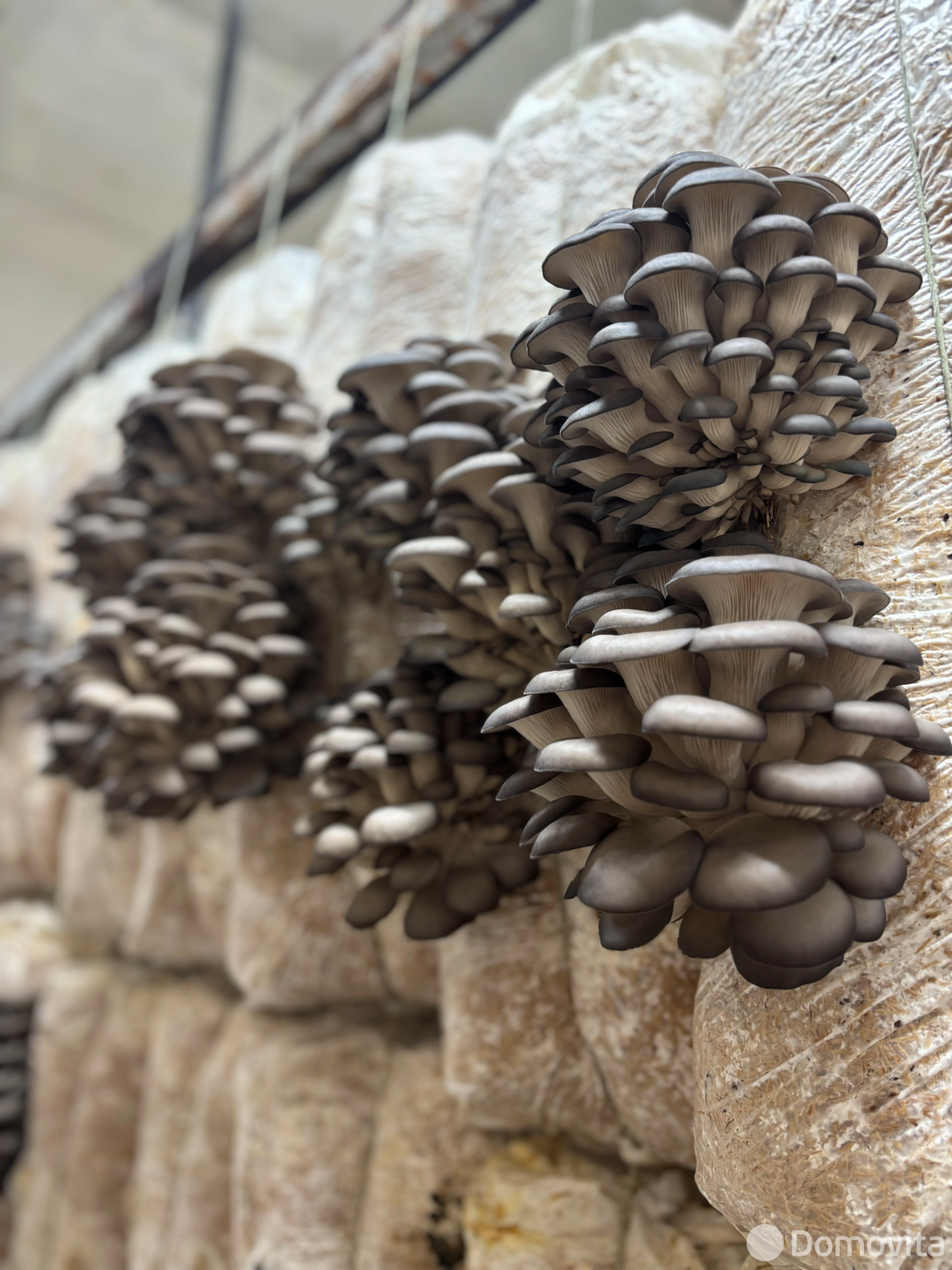 продажа объекта сферы услуг, Рогачев, ул. Друтская, д. 2а