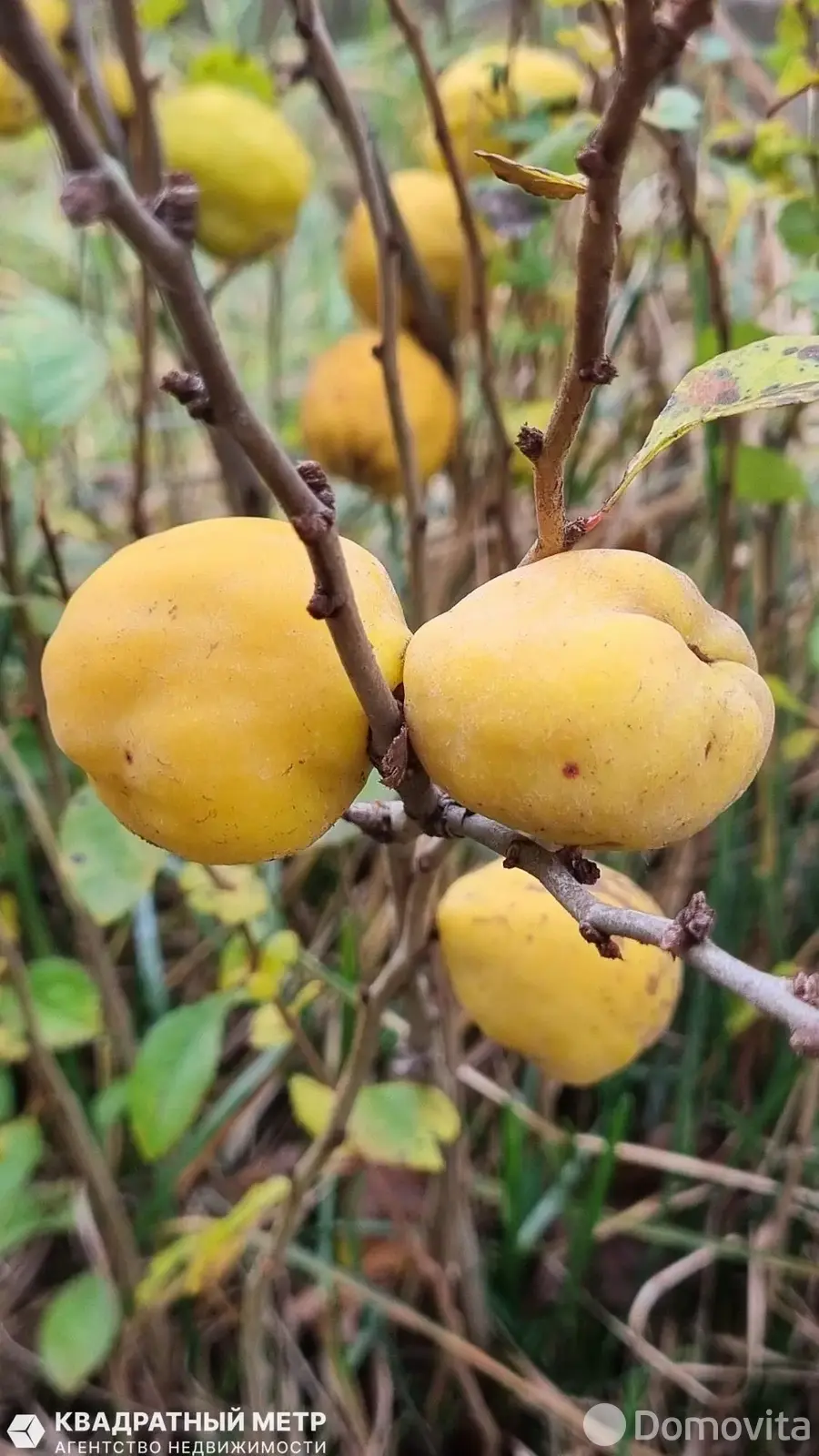 Продажа 2-этажной дачи в РОМАШКА-87 Минская область, 25000USD, код 184572 - фото 13