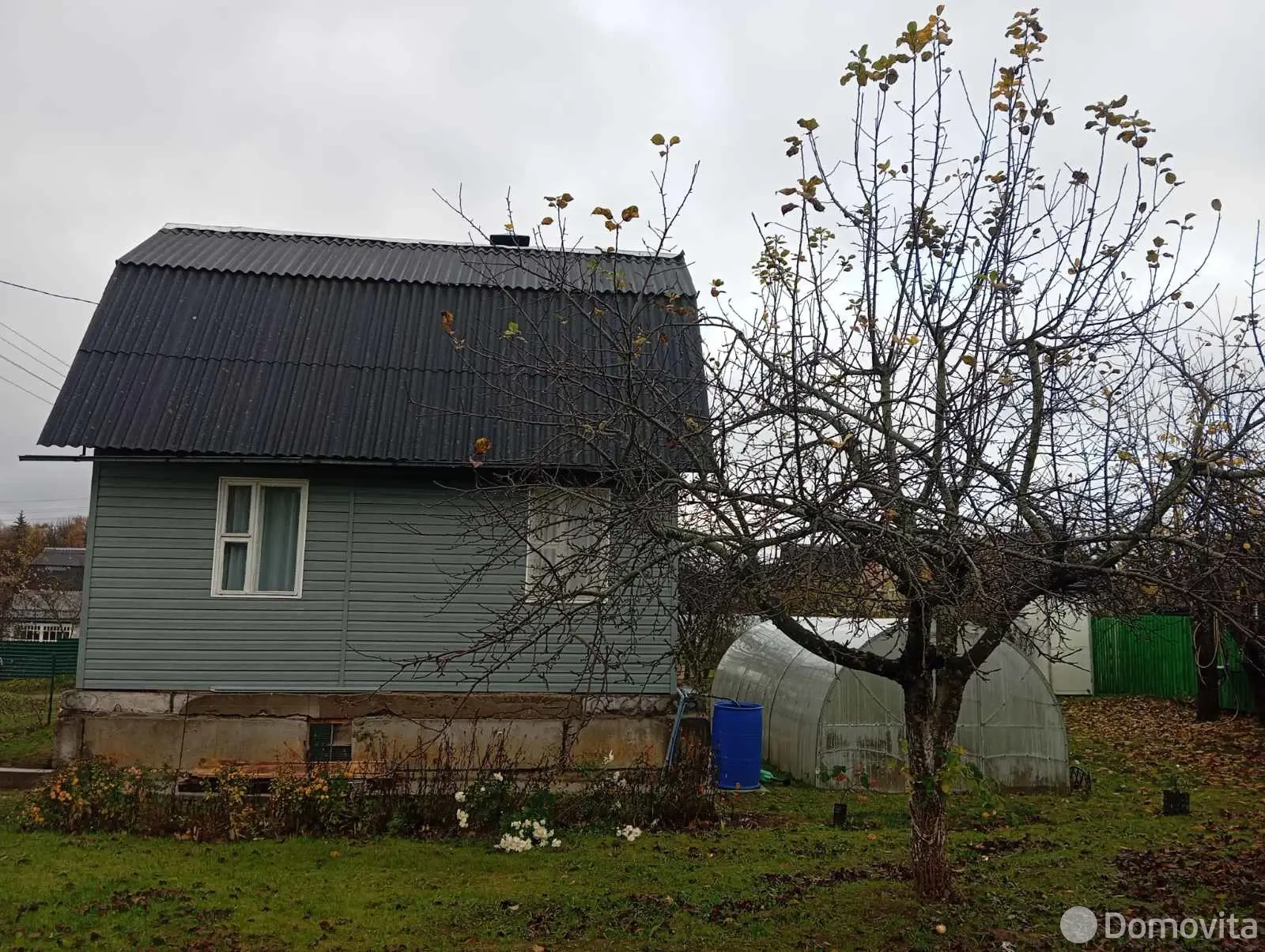 дача, Тюльпан, 