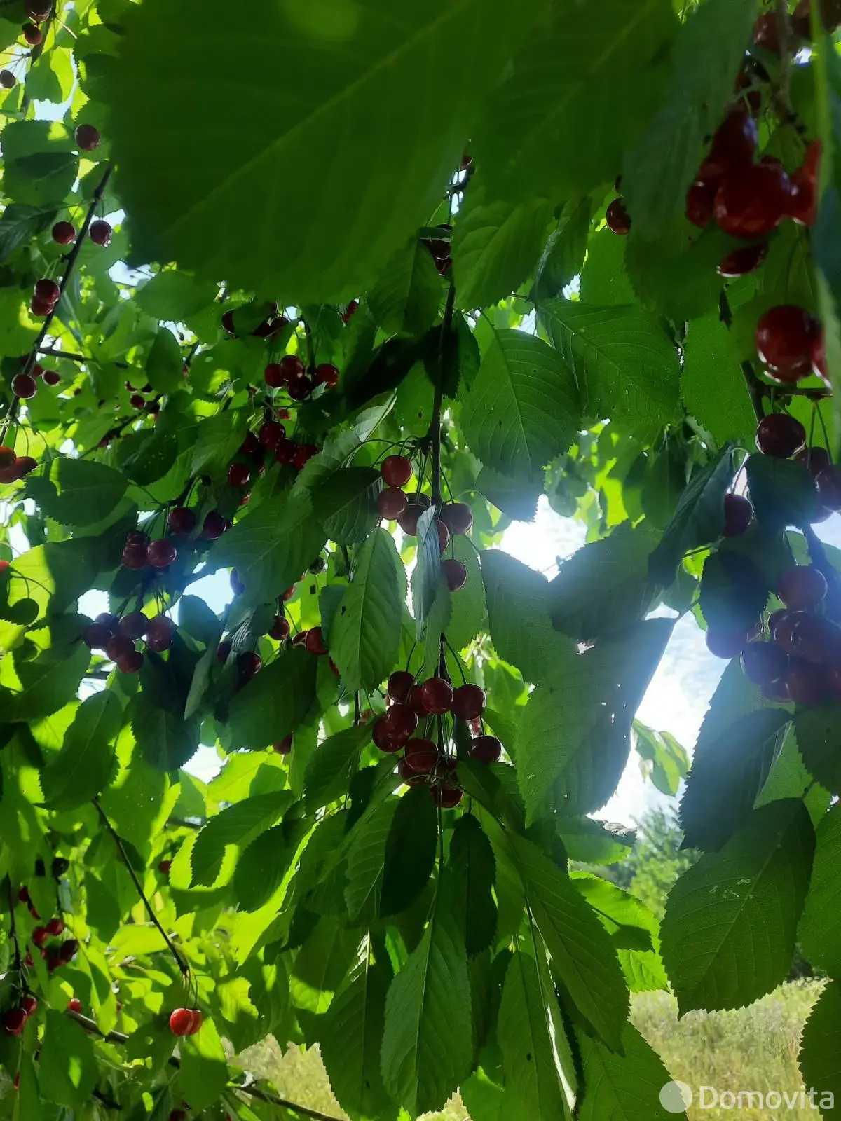 дача, Тюльпан, 