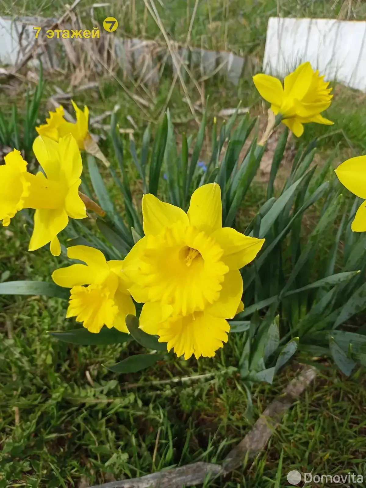 Продажа 1-этажной дачи в Вишневый сад Минская область, 11150USD, код 178393 - фото 46