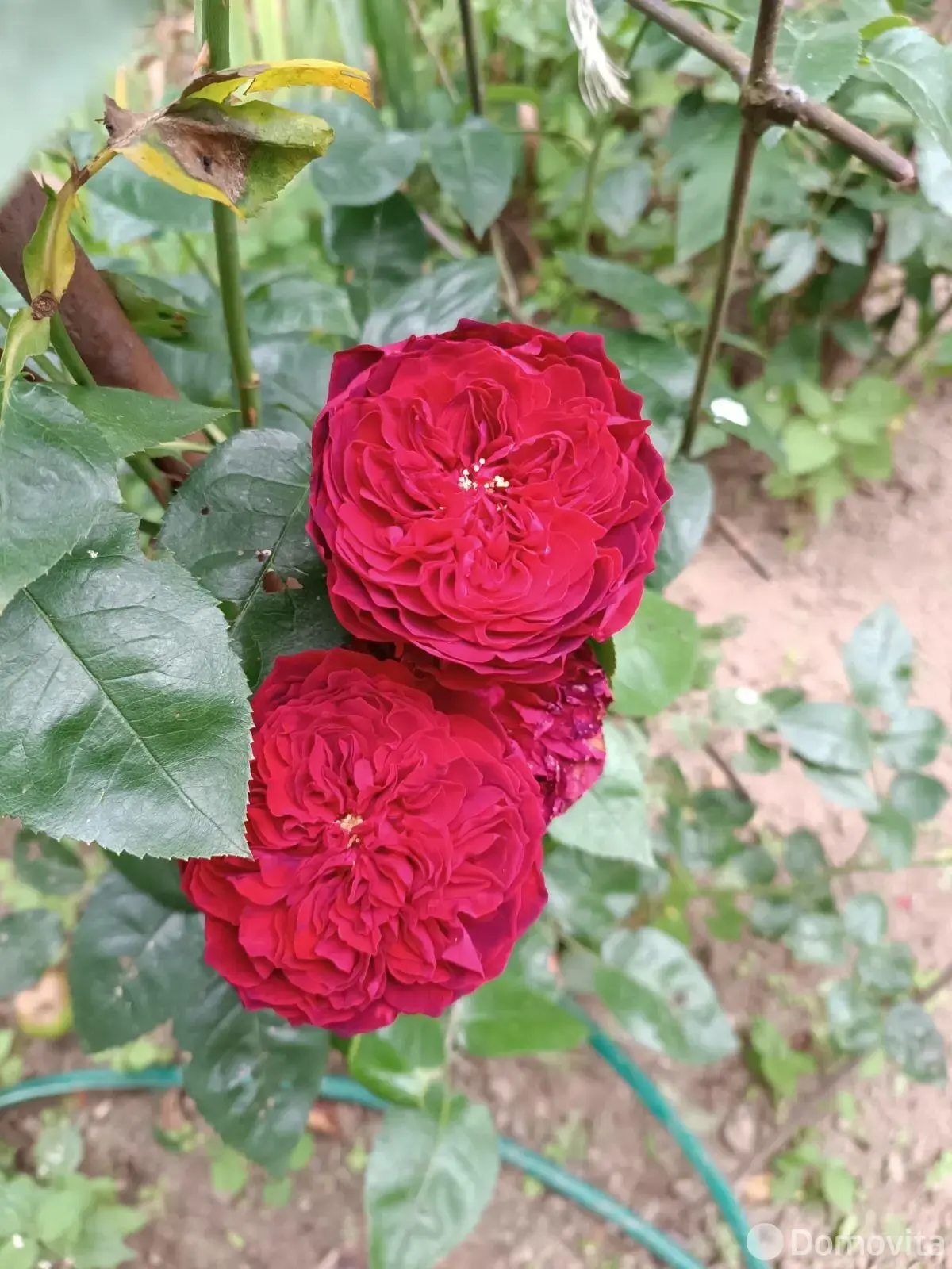 дом, Мочаны, ул. Жемчужная