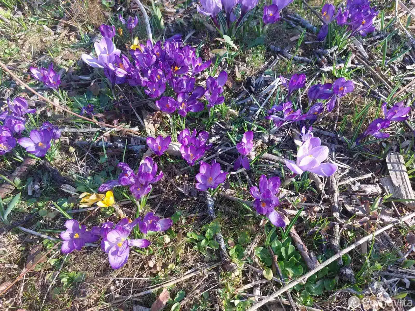 Продажа 2-этажной дачи в Вишневка-2005 Минская область, 21000USD, код 179976 - фото 32