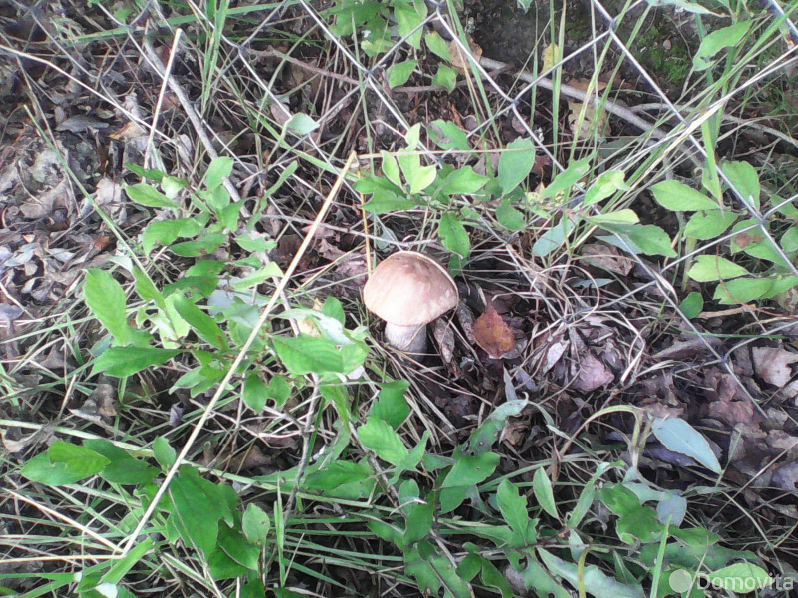 коттедж, Ольсевичи,