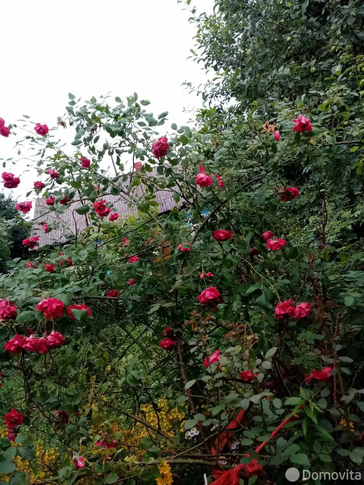 Купить земельный участок, 15 соток, Орша, Витебская область, 9300USD, код 571053 - фото 11