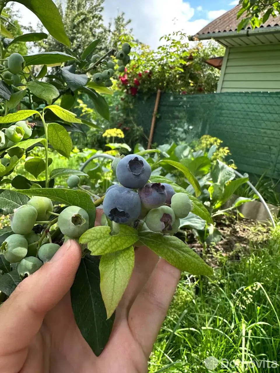 Купить 1-этажную дачу в ВЯСЕЛКА-1990 Минская область, 13400USD, код 183853 - фото 18