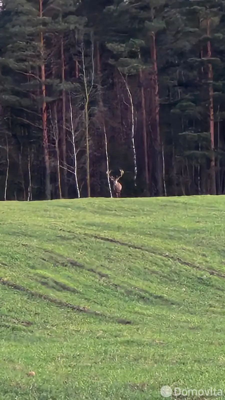 Аренда коттеджа Медвежья Сила на сутки в Замошьем , 400BYN, код 1253 - фото 25