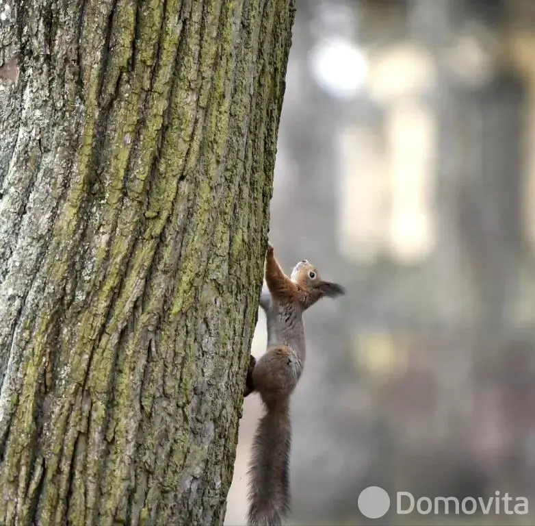 Купить земельный участок, 25 соток, Марковщина, Минская область, 44950USD, код 571102 - фото 13