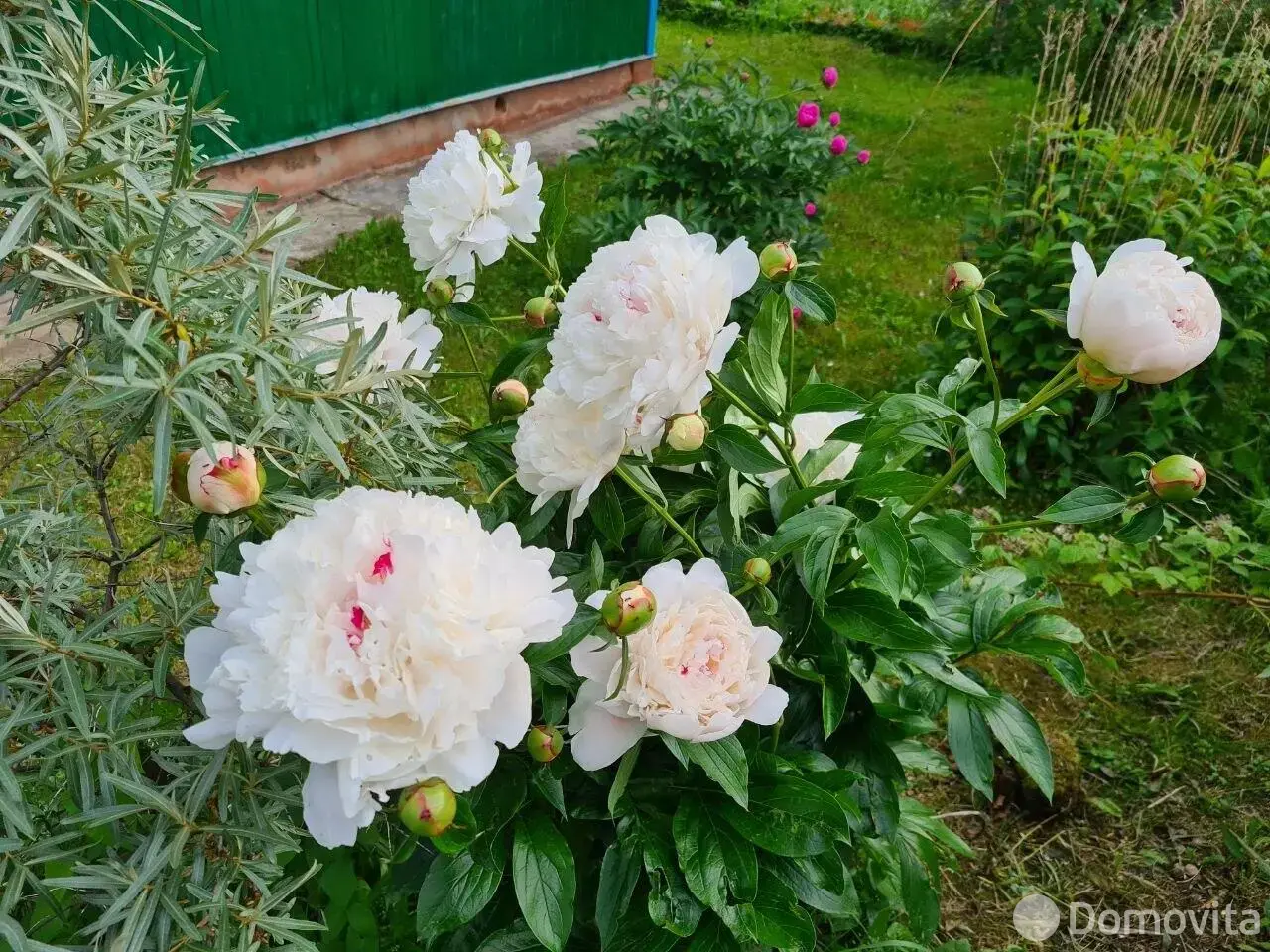 Продажа 1-этажной дачи в Сокол Минская область, 19900USD, код 185274 - фото 15