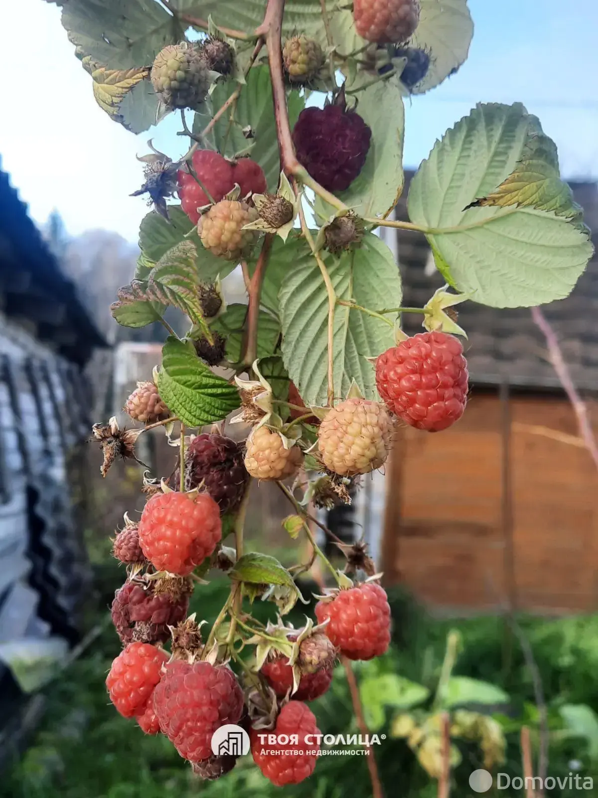 дача, Золотой колосок, - лучшее предложение