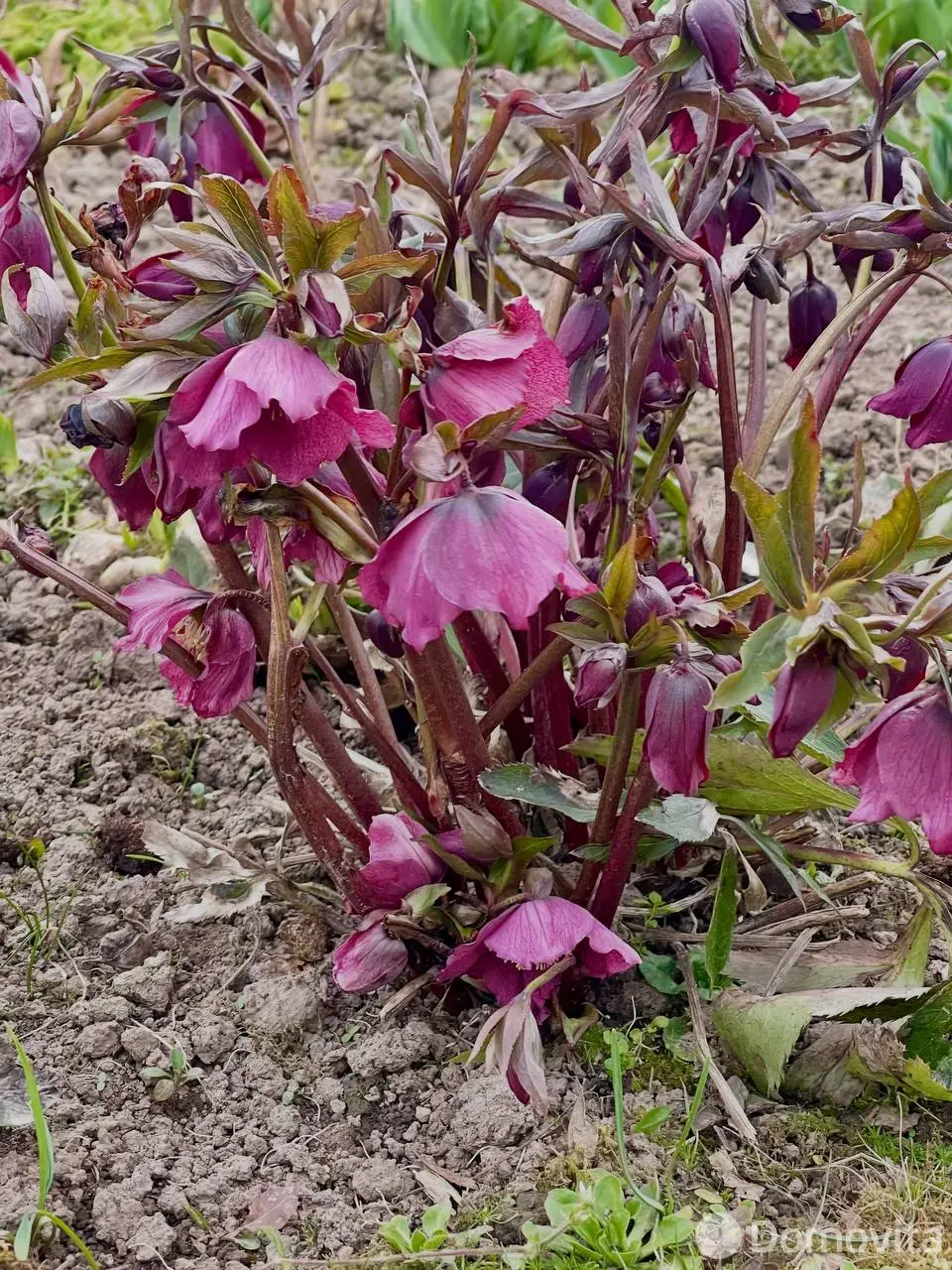 Стоимость продажи дачи, Гаище,