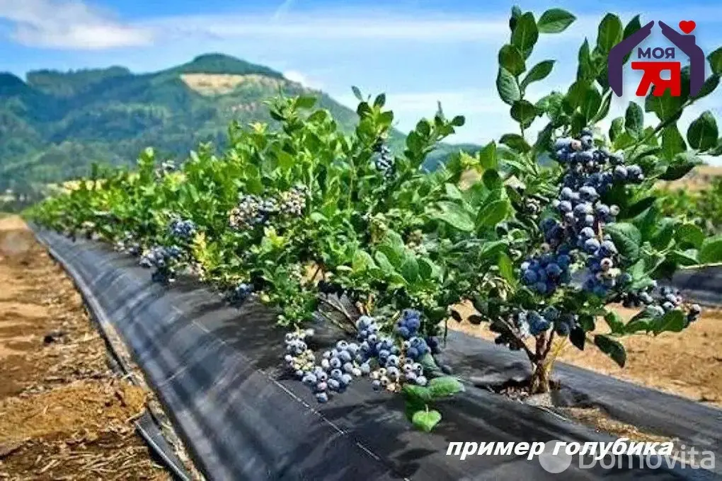 Купить земельный участок, 25 соток, Гиревичи, Минская область, 135000BYN, код 572646 - фото 17