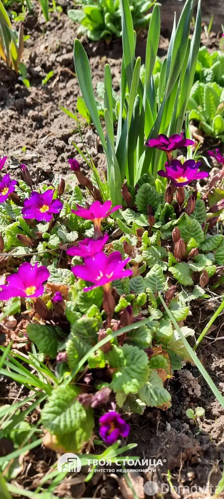 Продажа 1-этажной дачи в Золотой колосок Минская область, 15000USD, код 184931 - фото 15