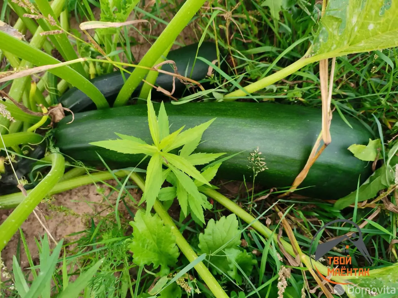 Цена продажи участка, Лесное, 