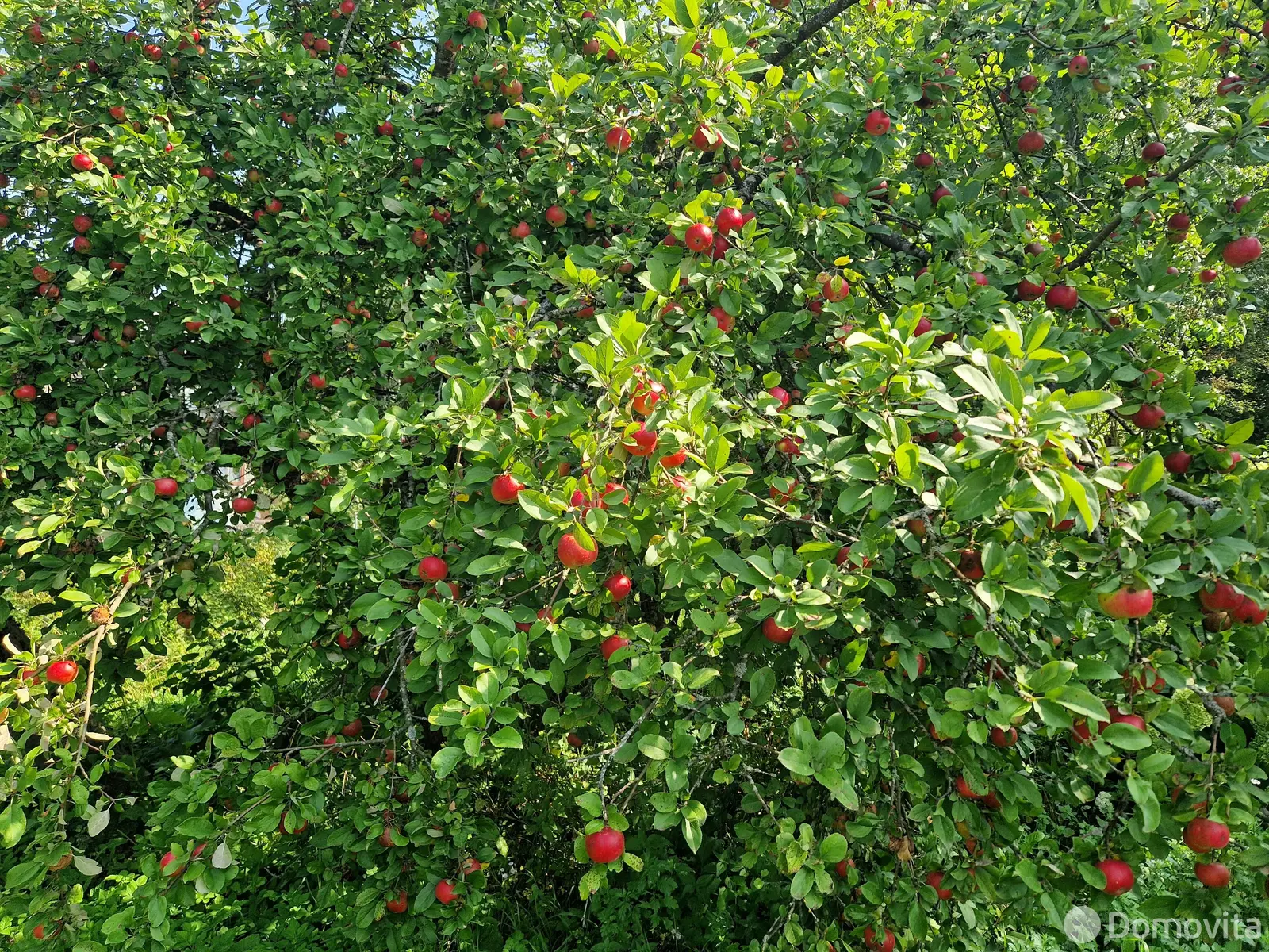 Купить 2-этажную дачу в Пралесках Минская область, 11500USD, код 183756 - фото 23