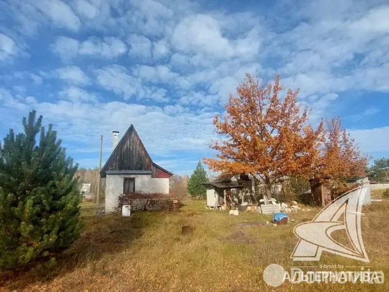 Цена продажи дачи, Золотой корень,