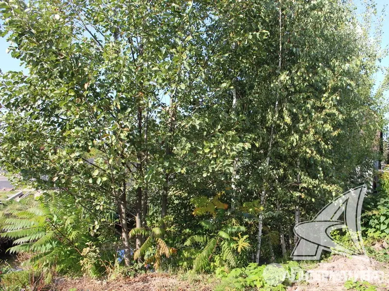 Купить 1-этажную дачу в Бресте Брестская область, 76000USD, код 184315 - фото 22