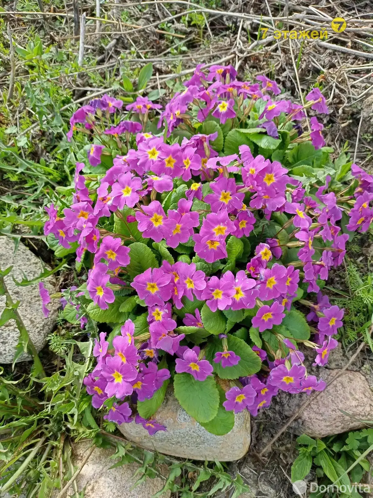 Продажа 1-этажной дачи в Вишневый сад Минская область, 10500USD, код 178393 - фото 59