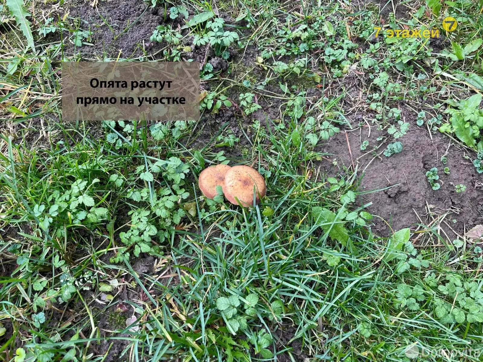 Купить земельный участок, 15.78 соток, Чики, Минская область, 44000USD, код 571232 - фото 19