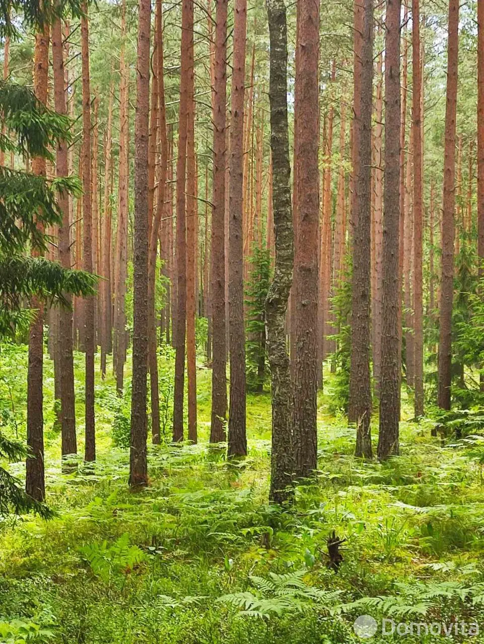 объект сферы услуг, Дуниловичи, ул. 60 лет Октября 