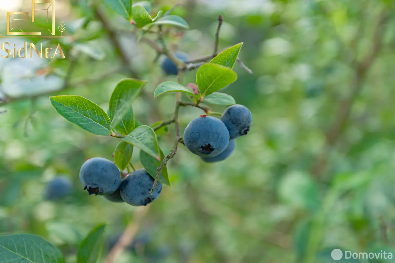 Купить 1-этажную дачу в Пограничник Минская область, 43900USD, код 184468 - фото 27