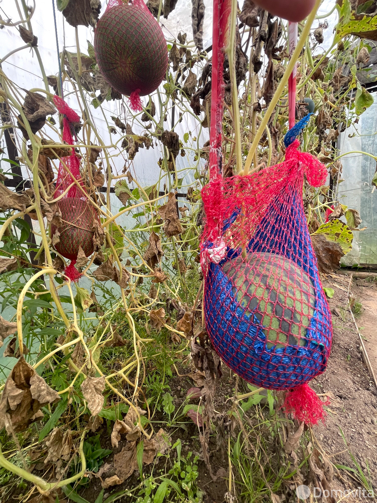 Продажа 1-этажной дачи в Колосок Минская область, 17000USD, код 184050 - фото 20