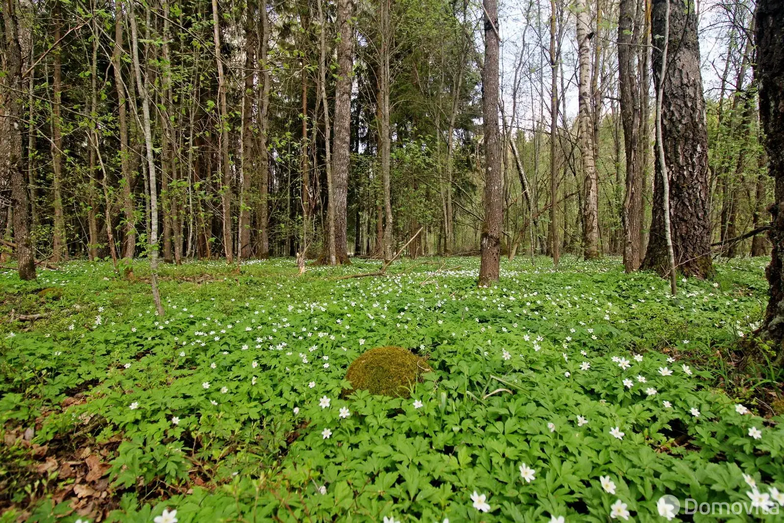 дом, Чаровница, 