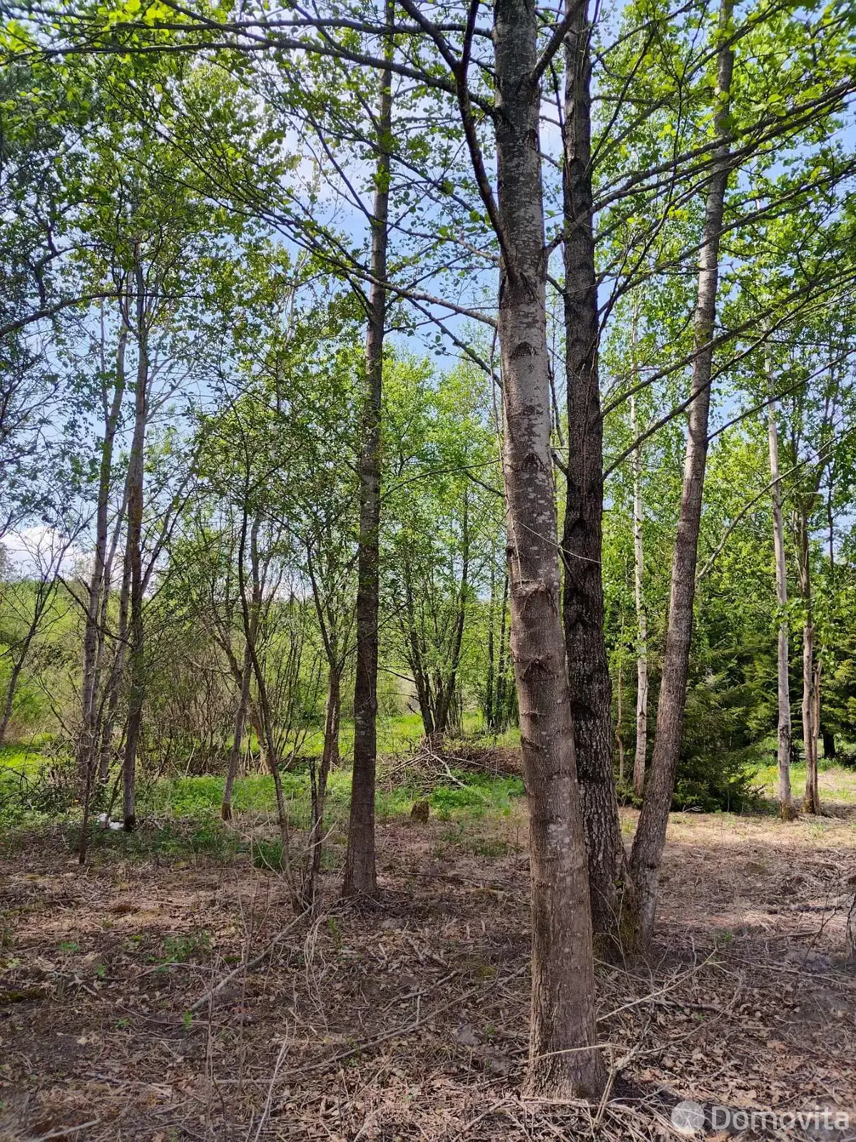 Продажа 1-этажной дачи в Латушках Витебская область, 45000BYN, код 186207 - фото 18