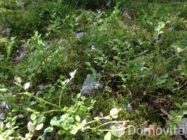 Купить земельный участок, 25 соток, Заборье, Витебская область, 25000BYN, код 571620 - фото 18