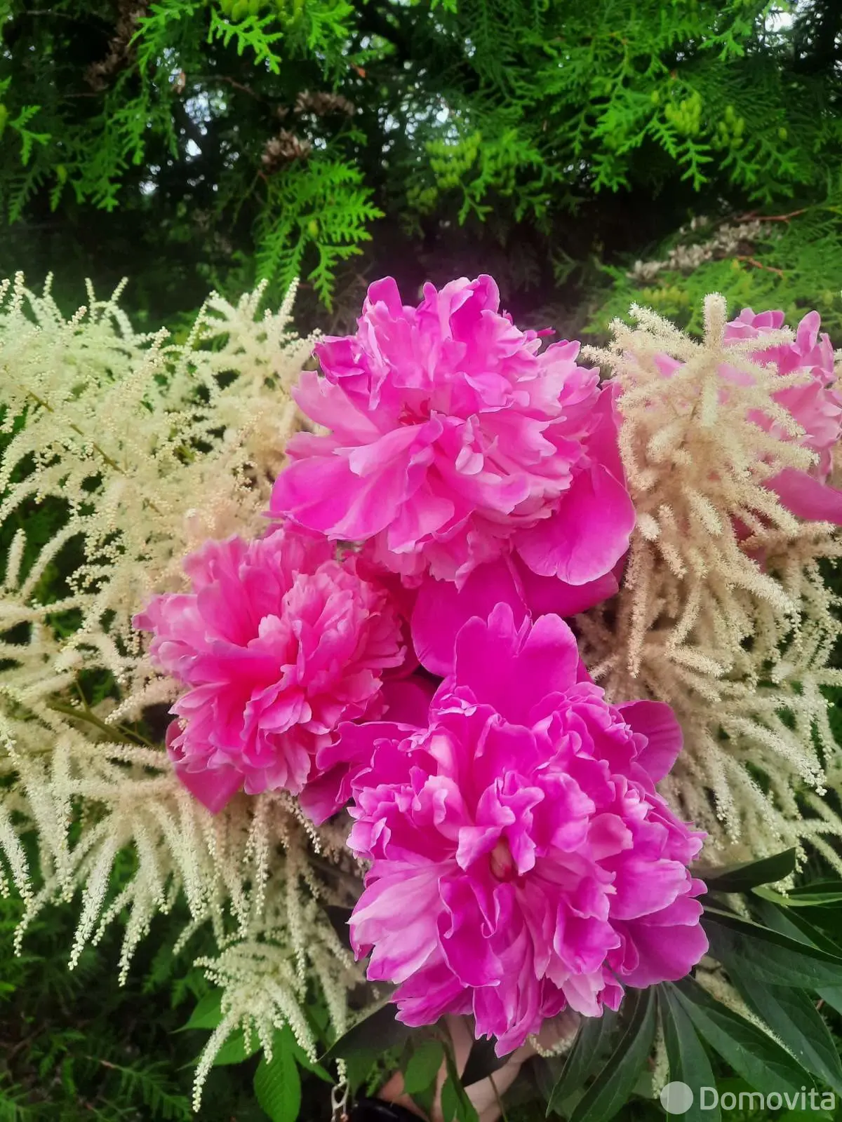 дача, Тюльпан, 