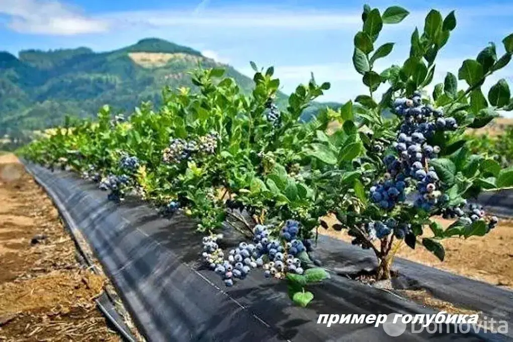 Купить земельный участок, 25 соток, Гиревичи, Минская область, 140000BYN, код 572242 - фото 34