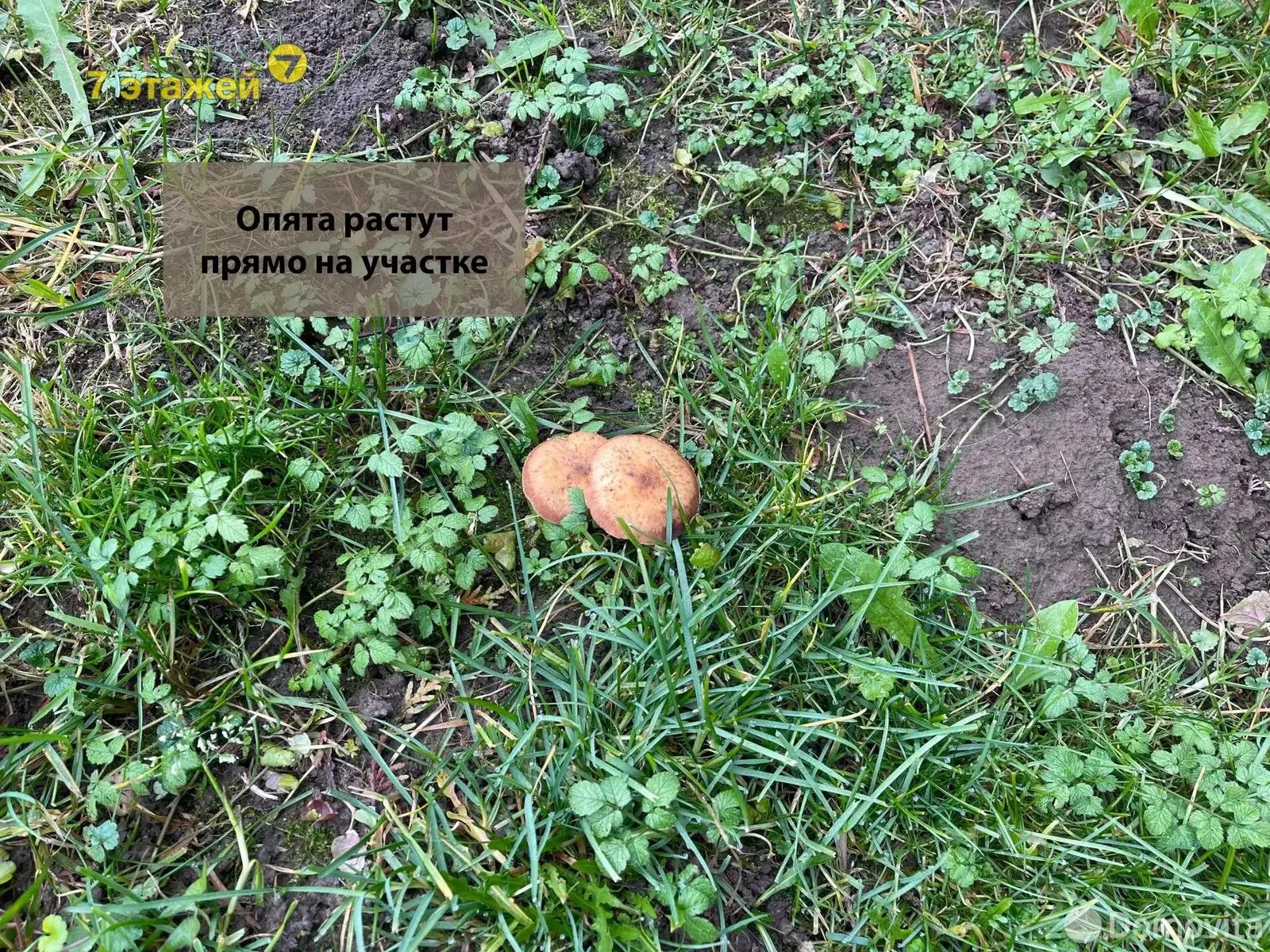 Купить земельный участок, 15.78 соток, Чики, Минская область, 44000USD, код 571232 - фото 22