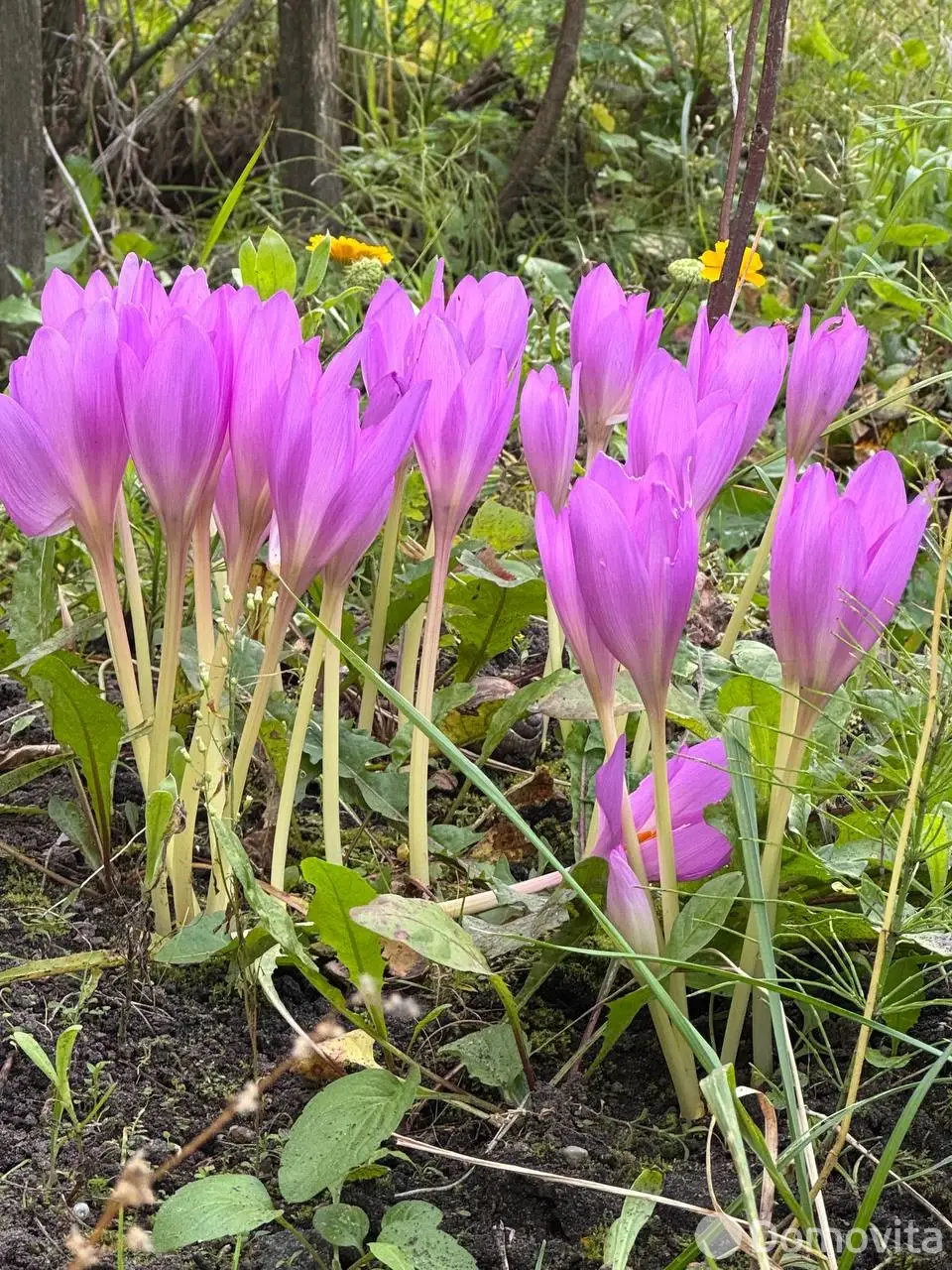 дача, Дубровня, , стоимость продажи 22 688 р.