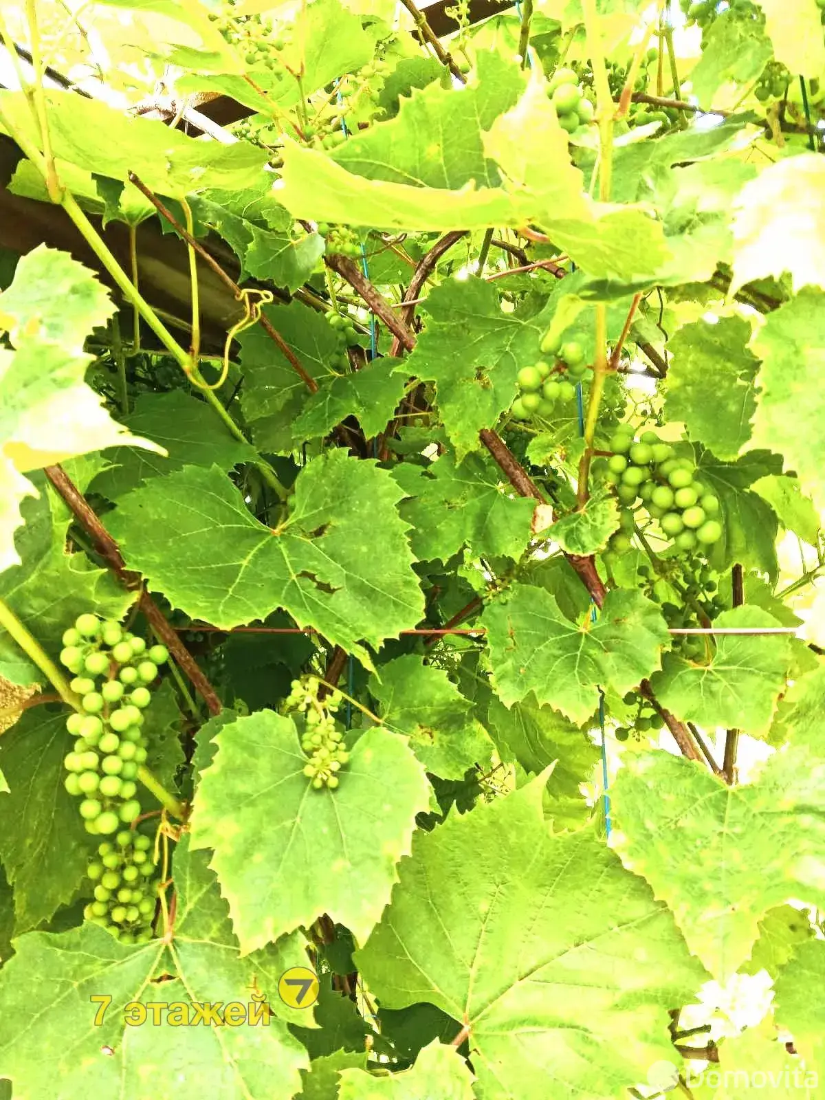 Купить 1-этажную дачу в ПЕЛЕНГ Минская область, 19500USD, код 184047 - фото 15