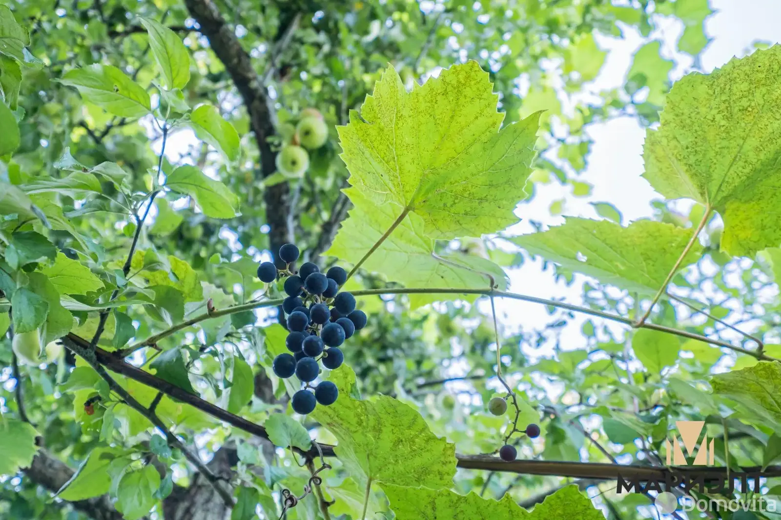 участок, ЯСЕВИЧИ, - лучшее предложение