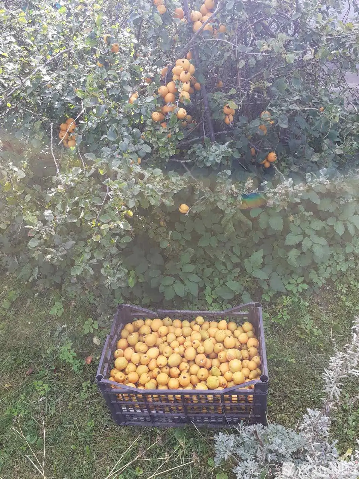 Продажа 1-этажной дачи в Лада Могилевская область, 9800USD, код 183114 - фото 6